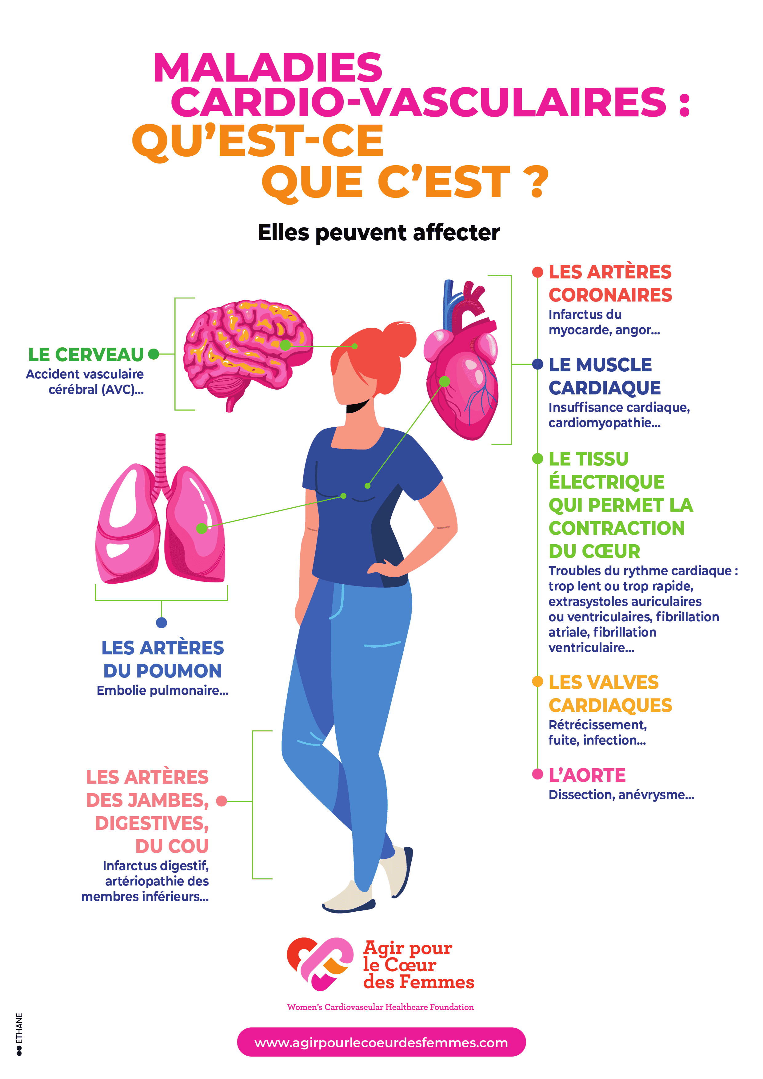 maladies cardio-vasculaires&nbsp;: qu'est-ce que c'est&nbsp;?